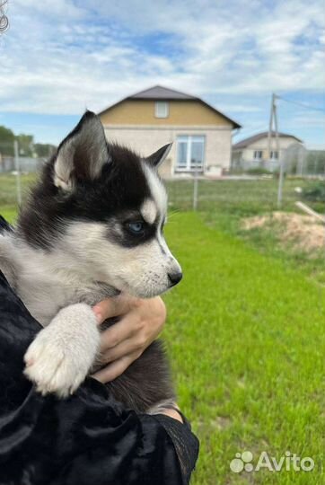 Щенки Хаски