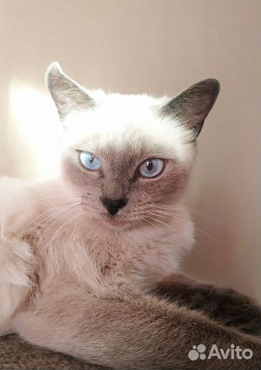Шикарная сиамочка