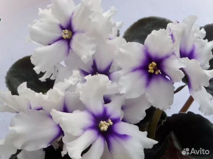 Наборы деток фиалочек