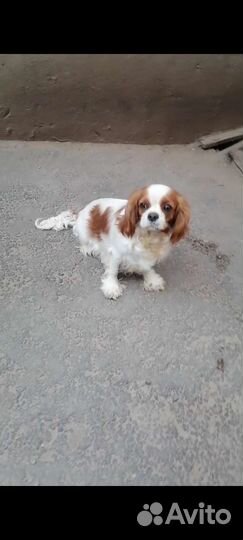 Кавалер Кинг чарльз спаниель