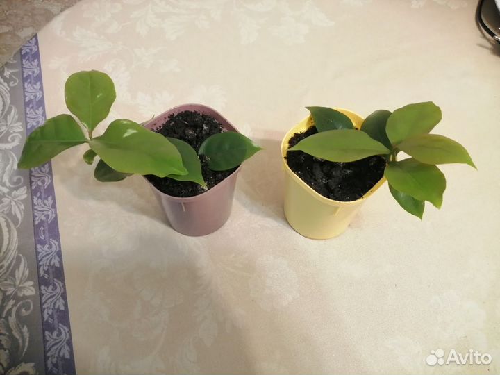 Комнатные растения цветы