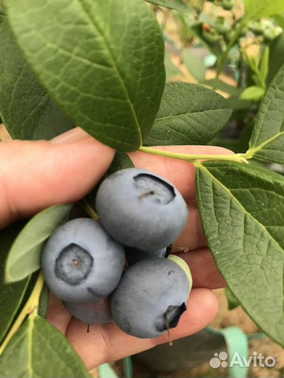 Голубика сорт Draper 5 лет