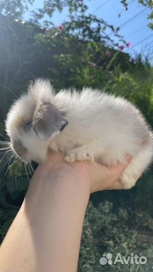 Вислоухие малыши