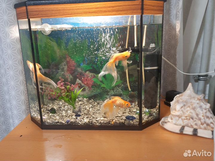 Аквариум