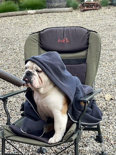 Английский бульдог вязка