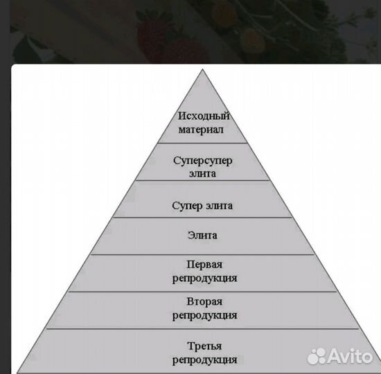 Рассада клубники