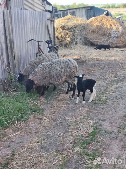 Овцы бараны