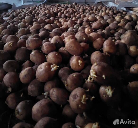 Продам картофель семенной