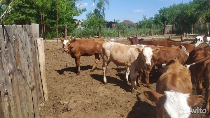 Телята бычки