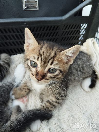 Европейская