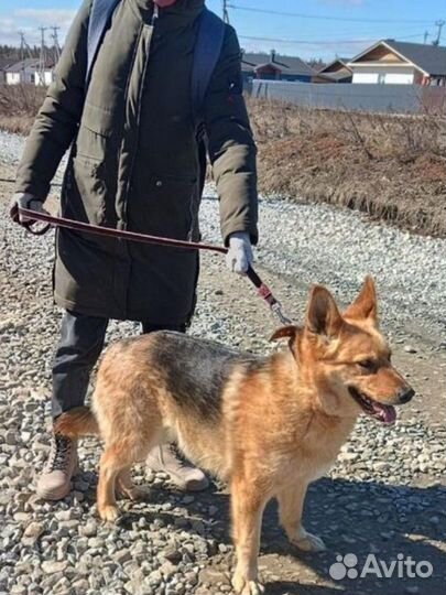 Очень добрая собака Люся в семью