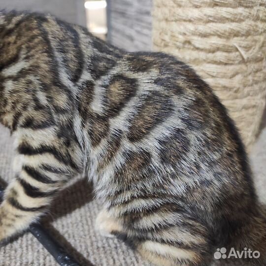 Бенгальская кошечка