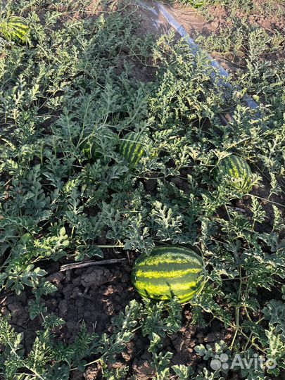 Продам арбузы краснодарский край