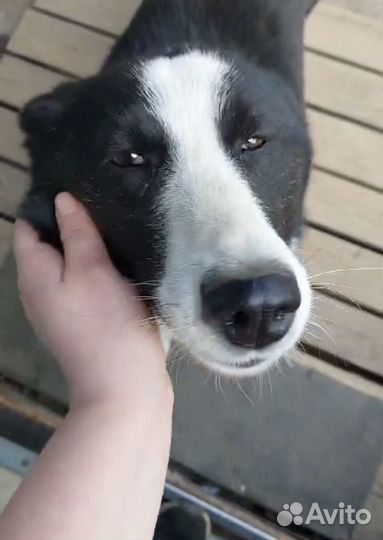 Лайка в добрые руки