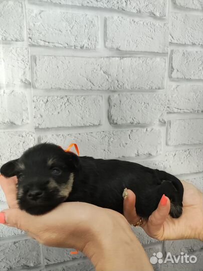 Цвергшнауцер