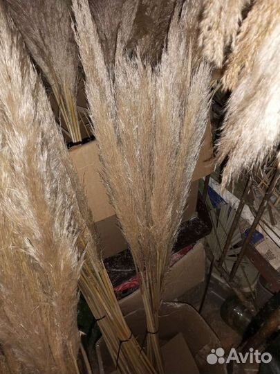 Пампасная трава