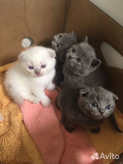 Британские котята