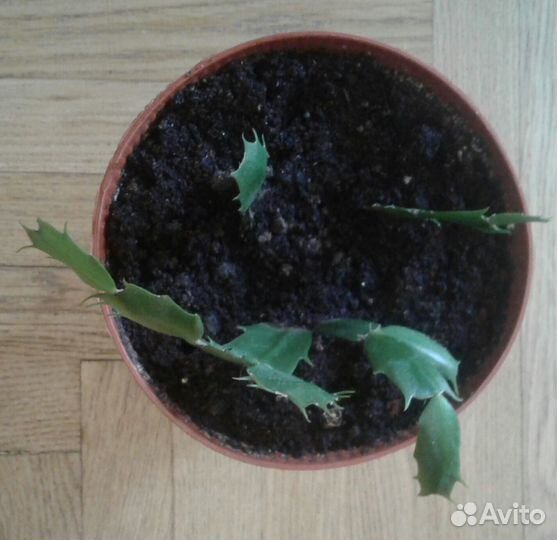 Декабрист - комнатное растение