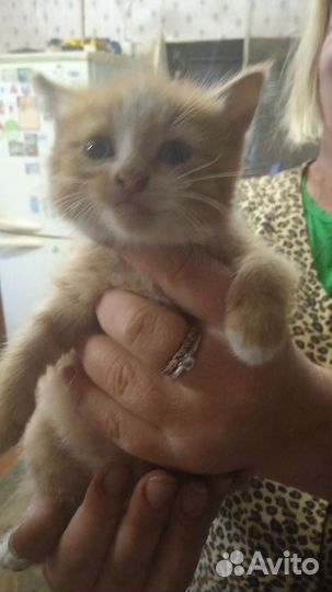 Кошка в дар