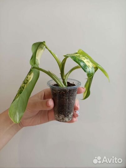 Филодендрон Сиам Санрайз/Рэд Эмиральд/роз.принцесс