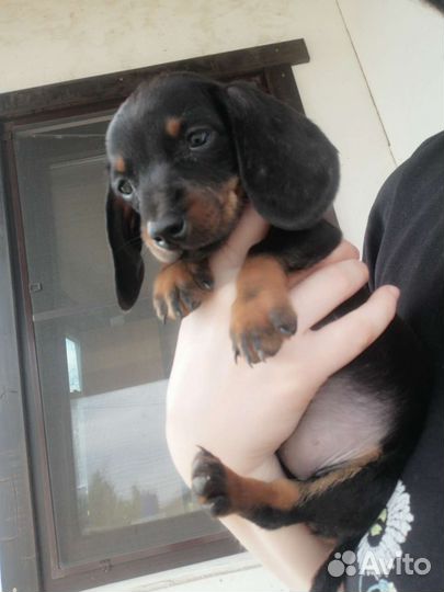 Щенки мини таксы