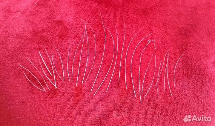 Усы кота, брови кота, вибриссы кота