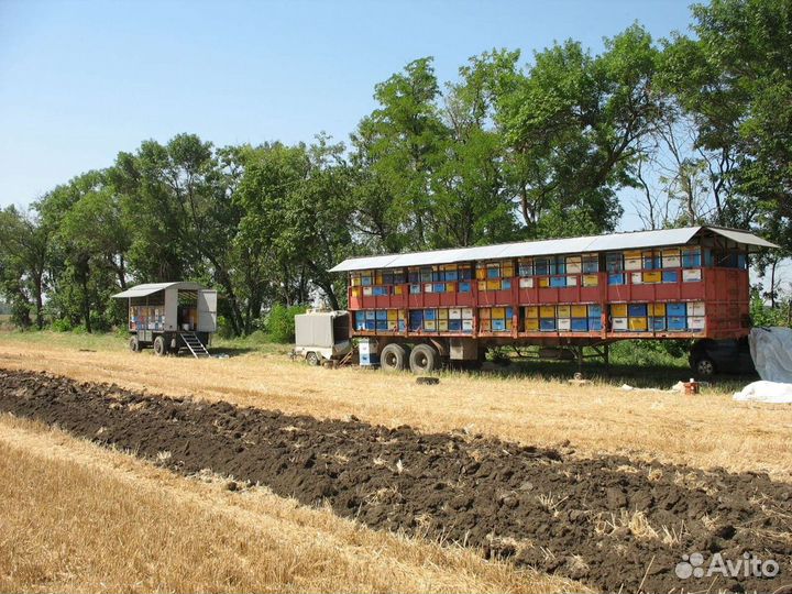 Пчелоприцеп продажа