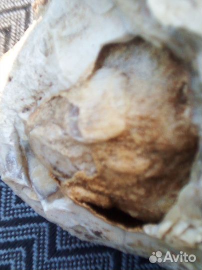 Древняя окаменелость