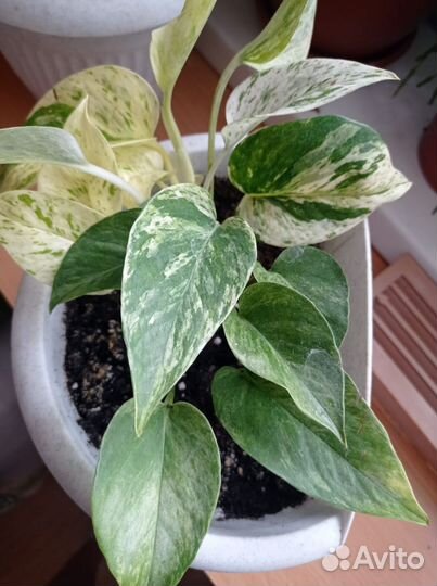 Сциндапсусы и филодендроны