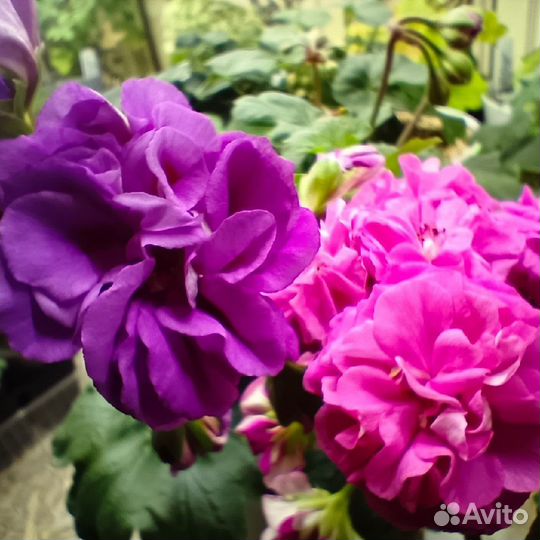 Пеларгонии сортовые коллекционные