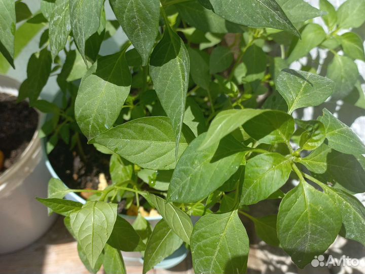 Перчик огонёк комнатное растения