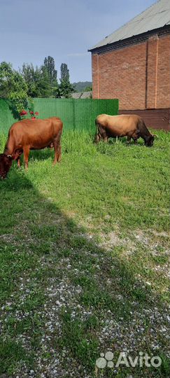 Две коровы и теленок