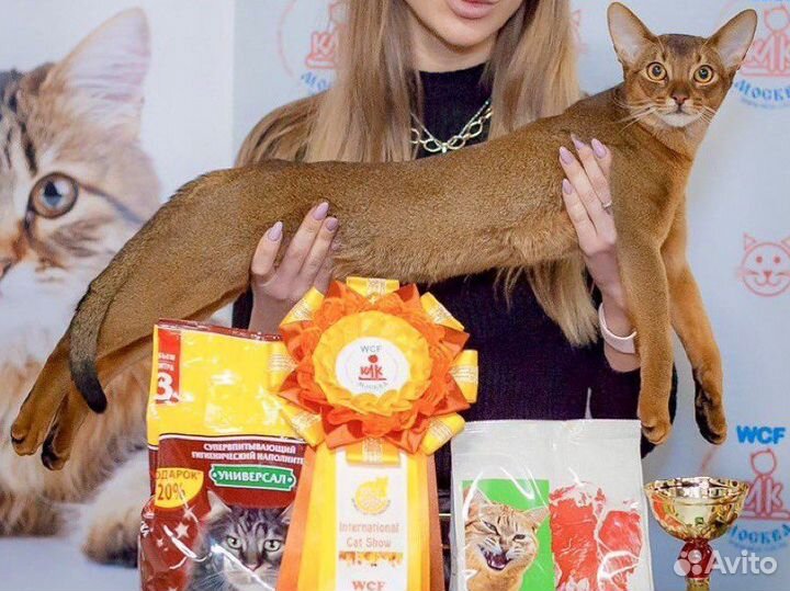 Кот Чемпион