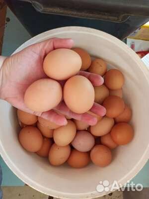 Домашние деревенские куриные яйца / перепелиные