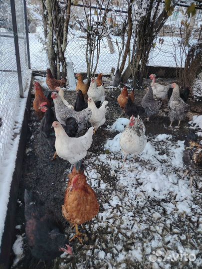 Куры молодки