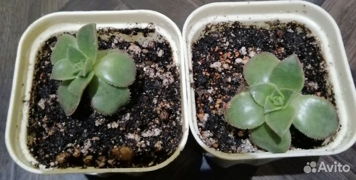 Эониум киви