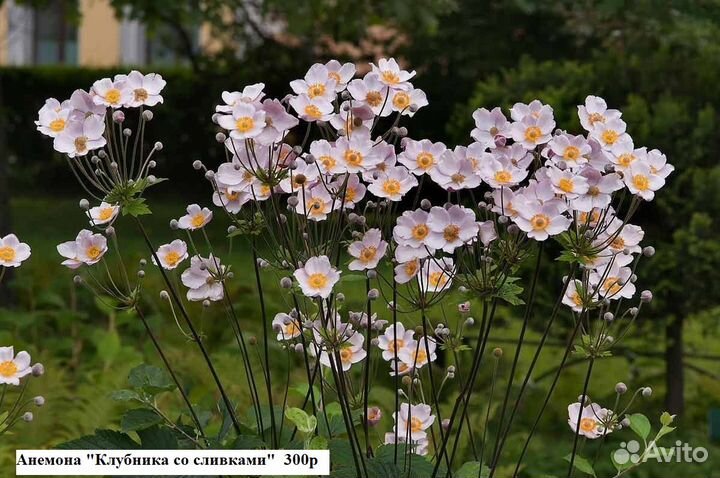 Домашние цветы