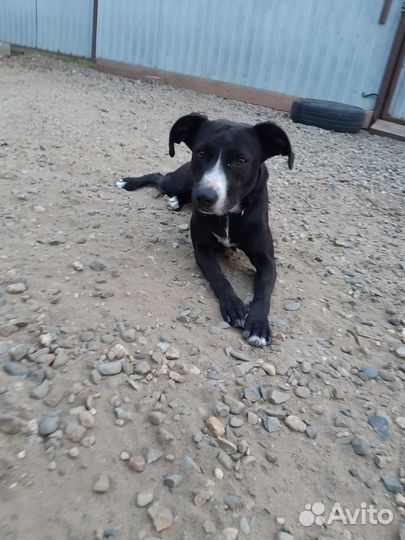 Собака в добрые руки