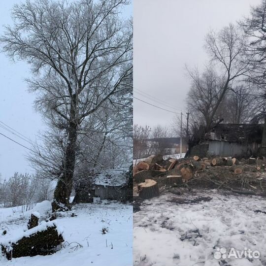 Спилить дерево,спил деревьев любой сложности