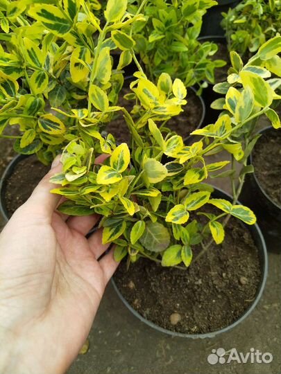 Бересклет Форчуна Emerald Gold