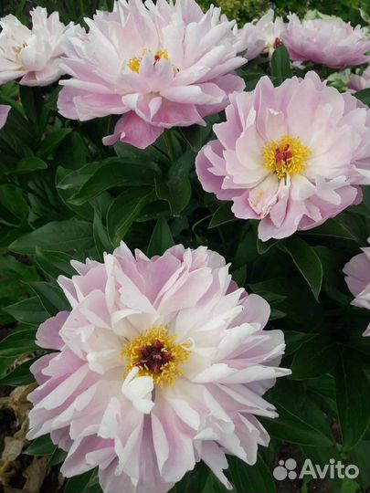 Пион pink delight