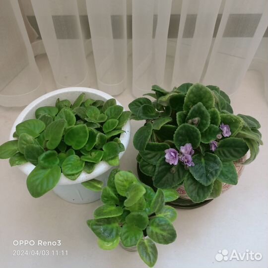 Фиалки трейлеры