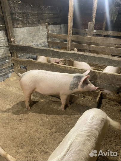 Мясо свинина домашняя