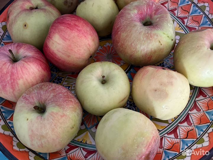 Продам домашние яблоки