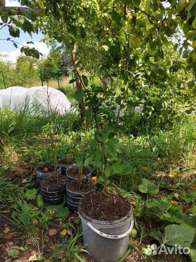Саженцы, Слива Медовая, Чернослив, Вишня