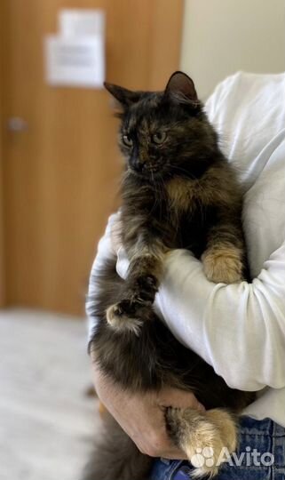 Ласковую не любят