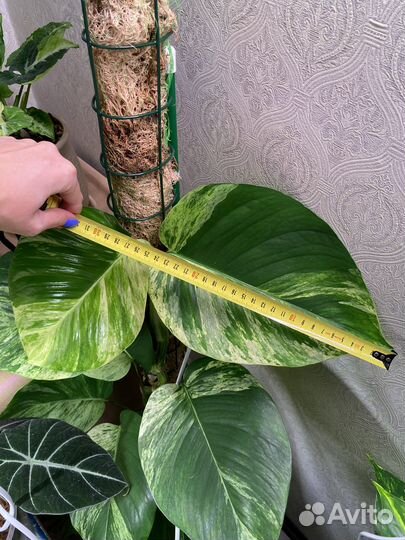 Эпипремнум марбл квин моссток