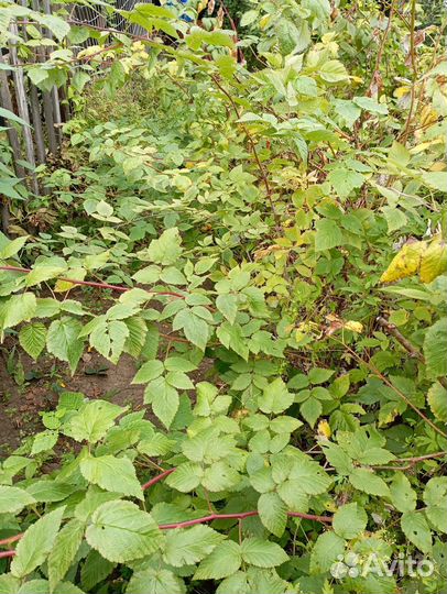 Саженцы малины