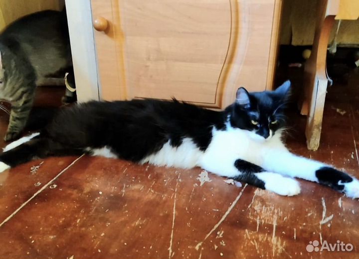 Скромная и благодарная кошечка ищет дом