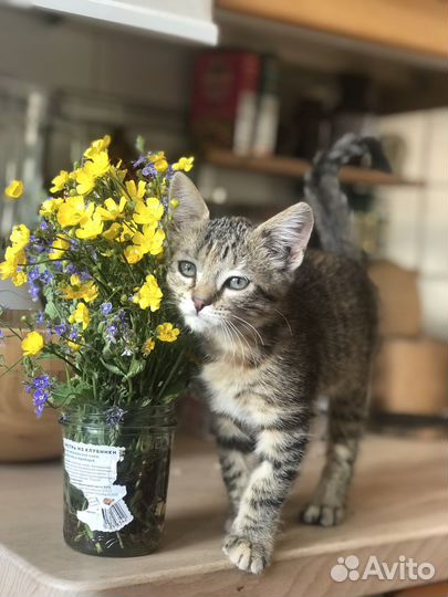 Ласковая девочка котёнок